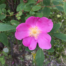 Load image into Gallery viewer, Rosehip Bitters