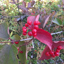 Load image into Gallery viewer, Highbush Cranberry and Grapefruit Bitters