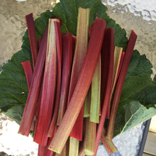 Load image into Gallery viewer, Rhubarb Bitters