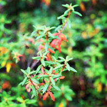 Load image into Gallery viewer, Labrador Tea and Lime Bitters