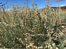 Load image into Gallery viewer, wild mountain sage in the Yukon Territory, wild foraged, sustainable harvesting, Free Pour Jenny's, cocktail, bitters, small batch, handcrafted